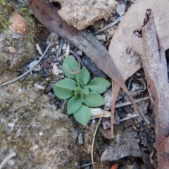 Speculantha rubescens (Blushing Tiny Greenhood) at Molonglo Valley, ACT - 16 May 2016 by CathB