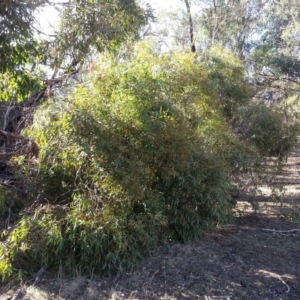 Eucalyptus aggregata at Watson, ACT - 13 May 2016