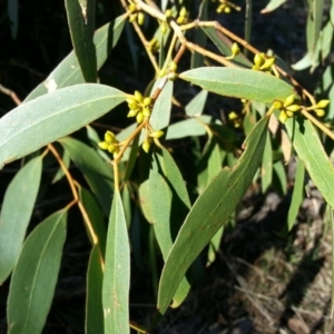 Eucalyptus aggregata at Watson, ACT - 13 May 2016