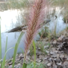 Cenchrus purpurascens (Swamp Foxtail) at Canberra Central, ACT - 16 May 2016 by MichaelBedingfield