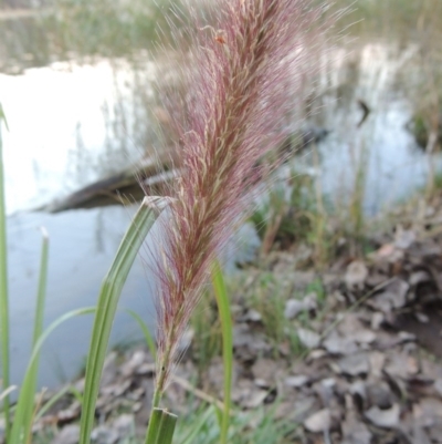 Cenchrus purpurascens (Swamp Foxtail) at Canberra Central, ACT - 16 May 2016 by MichaelBedingfield