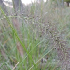 Cenchrus purpurascens at Canberra Central, ACT - 16 May 2016