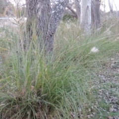 Cenchrus purpurascens at Canberra Central, ACT - 16 May 2016