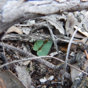 Acianthus collinus at Aranda, ACT - suppressed