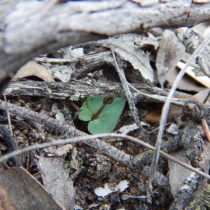 Acianthus collinus at Aranda, ACT - suppressed