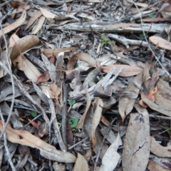 Acianthus collinus at Aranda, ACT - suppressed