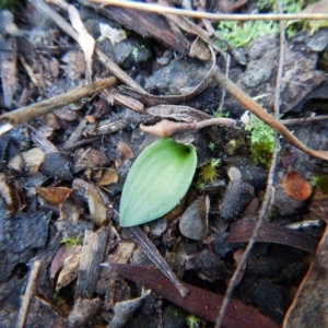 Eriochilus cucullatus at Aranda, ACT - 18 May 2016