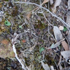 Eriochilus cucullatus at Aranda, ACT - 18 May 2016