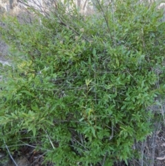 Billardiera heterophylla (Western Australian Bluebell Creeper) at Aranda, ACT - 18 May 2016 by CathB