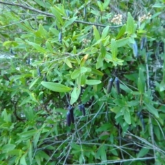 Billardiera heterophylla at Aranda, ACT - 18 May 2016