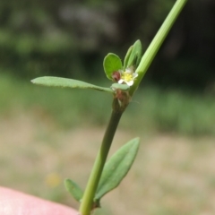 Polygonum aviculare (Wireweed) at Paddys River, ACT - 17 Feb 2016 by MichaelBedingfield