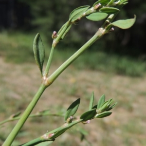 Polygonum aviculare at Paddys River, ACT - 17 Feb 2016 11:41 AM