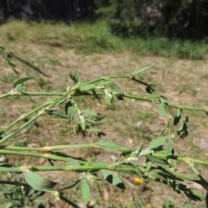 Polygonum aviculare at Paddys River, ACT - 17 Feb 2016 11:41 AM