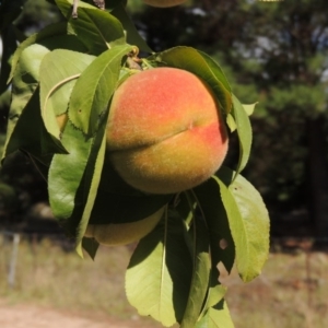 Prunus persica at Chisholm, ACT - 17 Feb 2016