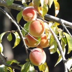 Prunus persica at Chisholm, ACT - 17 Feb 2016