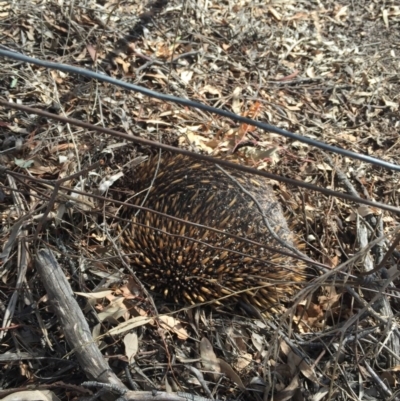 Tachyglossus aculeatus (Short-beaked Echidna) at Mount Majura - 13 May 2016 by AaronClausen