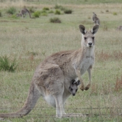 Macropus giganteus at Rendezvous Creek, ACT - 2 Feb 2015