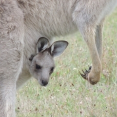 Macropus giganteus at Rendezvous Creek, ACT - 2 Feb 2015