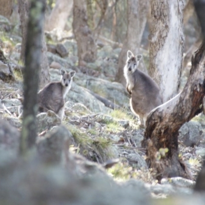 Osphranter robustus robustus (Eastern Wallaroo) at Symonston, ACT - 16 Aug 2015 by roymcd