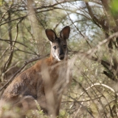 Notamacropus rufogriseus (Red-necked Wallaby) at Garran, ACT - 27 Mar 2016 by roymcd