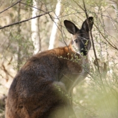 Notamacropus rufogriseus at Garran, ACT - 27 Mar 2016