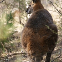 Notamacropus rufogriseus at Garran, ACT - 27 Mar 2016