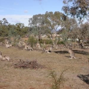 Macropus giganteus at Watson, ACT - 13 May 2016 12:00 AM