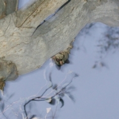 Petaurus notatus at Red Hill, ACT - 27 Sep 2015 07:11 PM