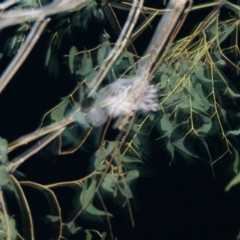 Petaurus notatus at Red Hill, ACT - 27 Sep 2015 07:11 PM