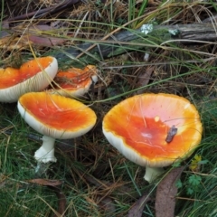 Amanita muscaria (Fly Agaric) at Cotter River, ACT - 12 May 2016 by KenT