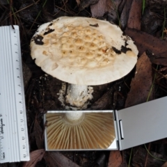 Amanita ochrophylla group at Cotter River, ACT - 13 May 2016