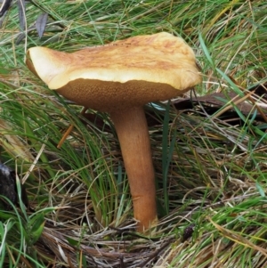 Suillus sp. at Cotter River, ACT - 13 May 2016 09:10 AM