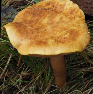 Suillus sp. at Cotter River, ACT - 13 May 2016 09:10 AM