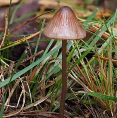 Mycena sp. (Mycena) at Cotter River, ACT - 12 May 2016 by KenT