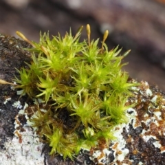 Orthotrichum sp. (A bristle moss) at Namadgi National Park - 12 May 2016 by KenT