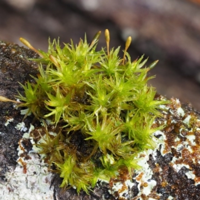 Orthotrichum sp. (A bristle moss) at Cotter River, ACT - 13 May 2016 by KenT
