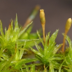 Orthotrichum sp. at Cotter River, ACT - 13 May 2016