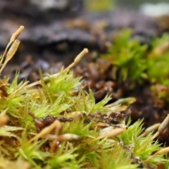 Orthotrichum sp. at Cotter River, ACT - 13 May 2016