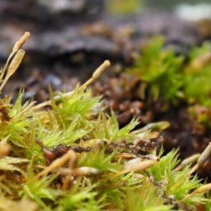 Orthotrichum sp. at Cotter River, ACT - 13 May 2016