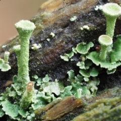 Cladonia sp. (genus) (Cup Lichen) at Cotter River, ACT - 12 May 2016 by KenT