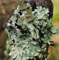 Unidentified at Namadgi National Park - 13 May 2016 by KenT