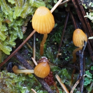 Galerina sp. at Cotter River, ACT - 13 May 2016