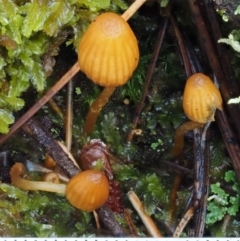 Galerina sp. at Cotter River, ACT - 13 May 2016