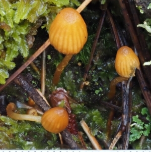 Galerina sp. at Cotter River, ACT - 13 May 2016