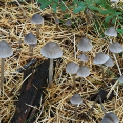 Mycena sp. ‘grey or grey-brown caps’ at Cotter River, ACT - 13 May 2016 by KenT