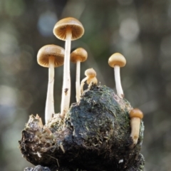 Stropharia sp. (Stropharia) at Cotter River, ACT - 13 May 2016 by KenT