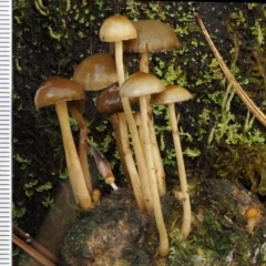 Stropharia sp. at Cotter River, ACT - 13 May 2016