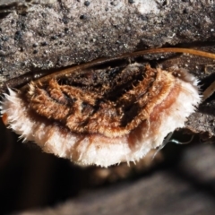 Xylobolus illudens (Purplish Stereum) at Cotter River, ACT - 13 May 2016 by KenT