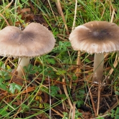 Tricholoma terreum (Grey Knight or Dirty Tricholoma) at Cotter River, ACT - 13 May 2016 by KenT