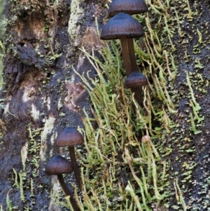 Mycena sp. at Cotter River, ACT - 13 May 2016